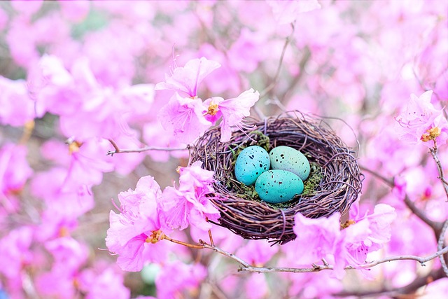 Nest with three eggs in a tree full of pink blossoms. Represents nest egg.